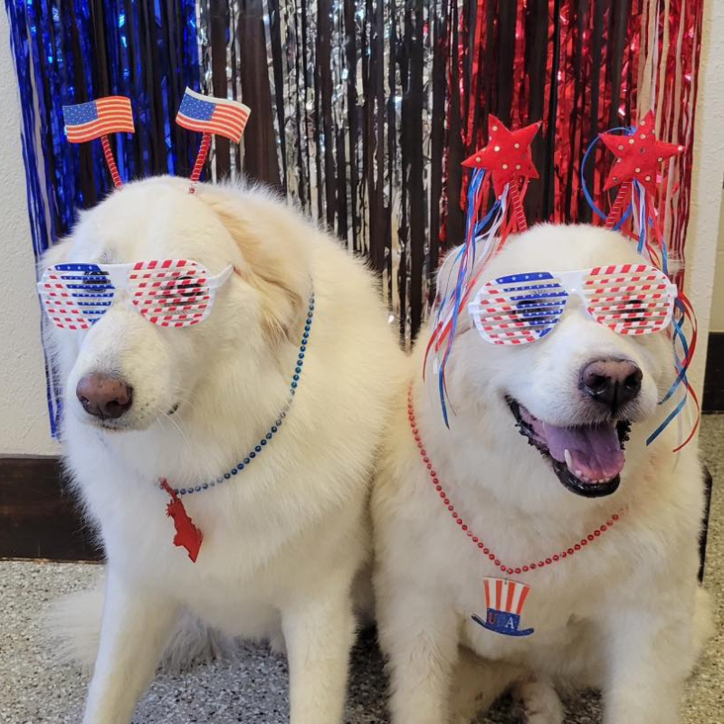 veterinary hospitals veterinary teams